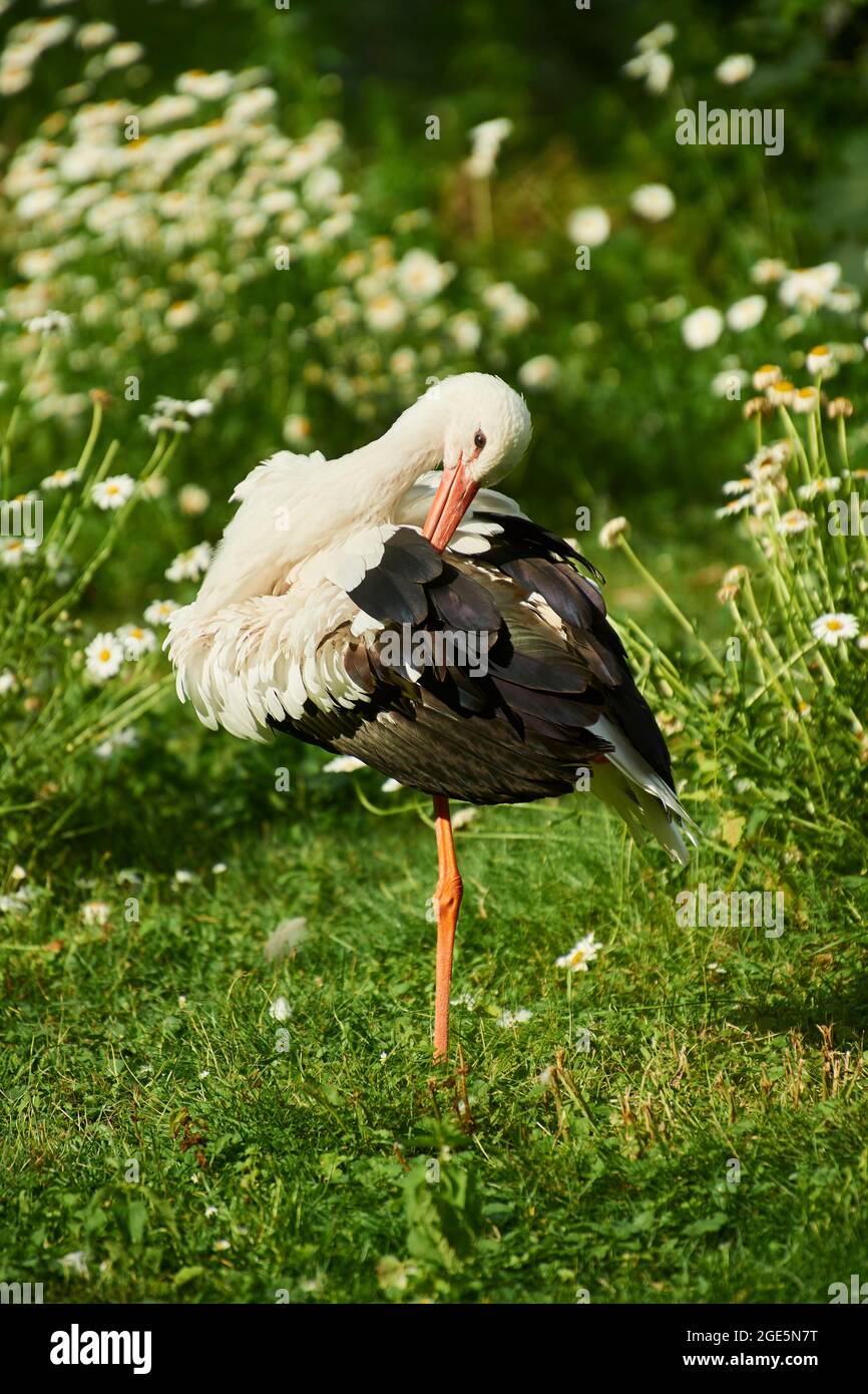 Weißstorch (Ciconia ciconia) auf einer Wiese, Bayern, Deutschland, Europa Stockfoto