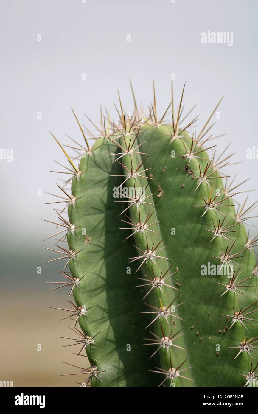 stehlampe kaktus Stehlampe Cactus XXL Gold online kaufen