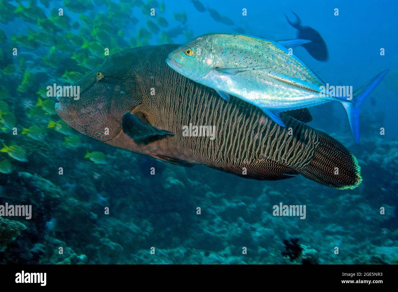 Blaues Trevally (Caranx melampygus) Jagd im Schatten von jungen Napoleon-Fischen (Cheilinus undulatus), Indischer Ozean, Malediven Stockfoto
