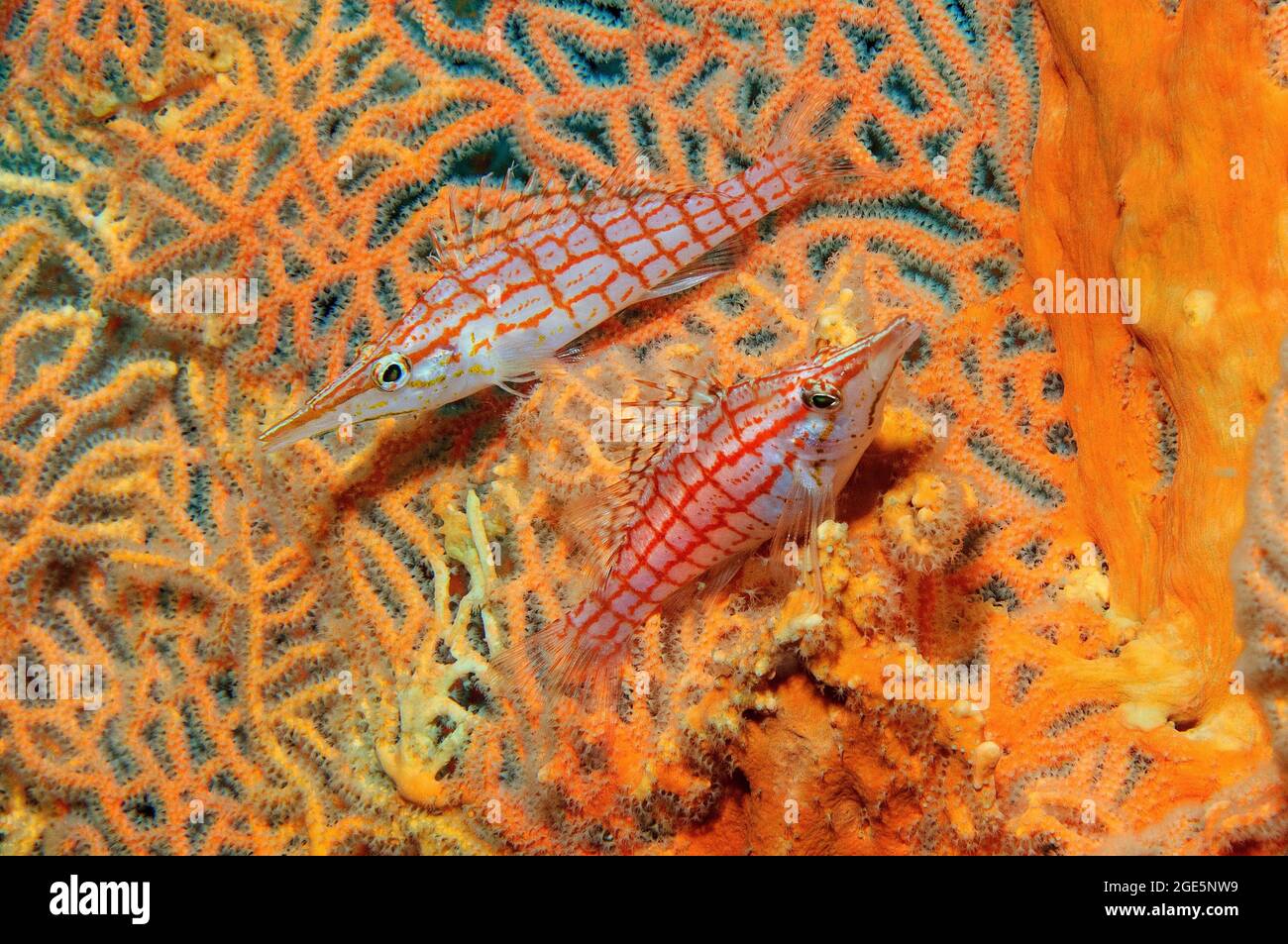 Ein Paar Langnasenhahnfische (Oxycirrhites typus), die in Hicksons Riesenfächerkoralle (Subergorgia hicksoni-mollis), Pazifischer Ozean, Bali, sitzen Stockfoto