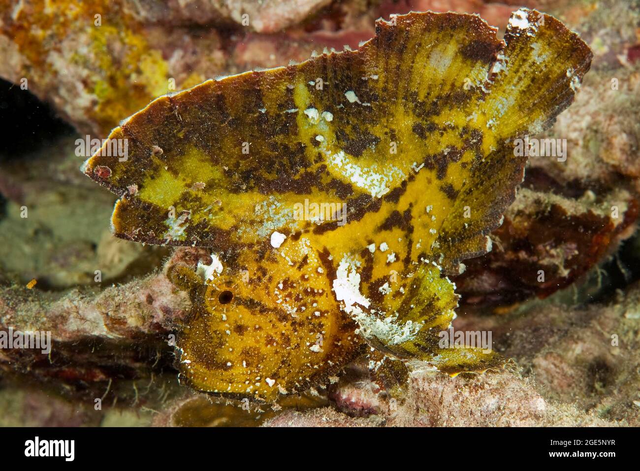 Blattfisch (Taeninotus triacanthus), getarnt im Korallenriff, Pazifik, Palau Stockfoto