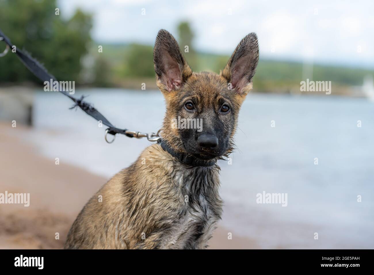 Hundeportrait eines elf Wochen alten Schäferhundes. Nasses Fell nach dem Spiel im Wasser Stockfoto