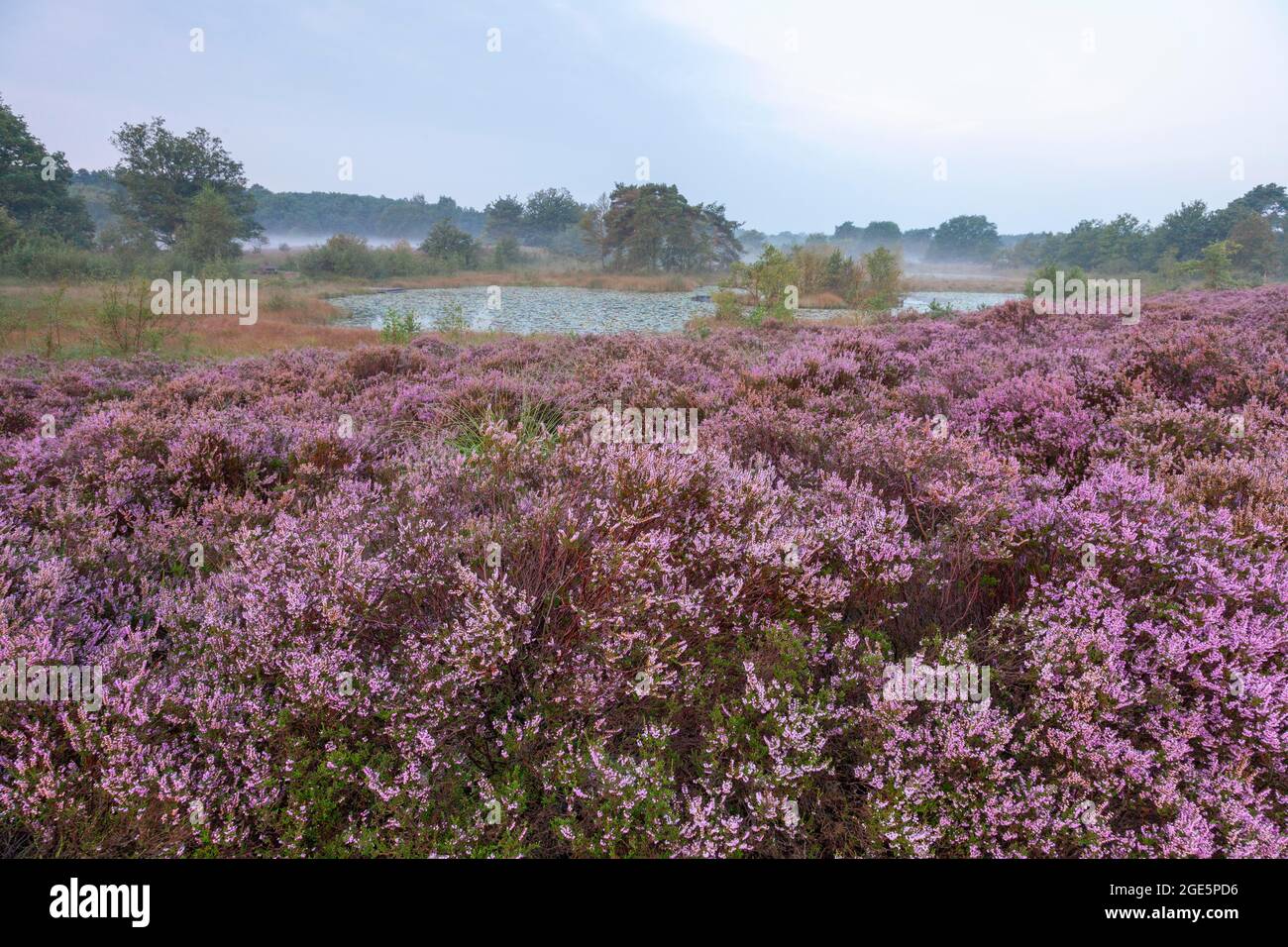 Gewöhnliches Heidekraut (Calluna vulgaris) im Morgennebel, Heidekraut, NP De Meinweg, Niederlande Stockfoto