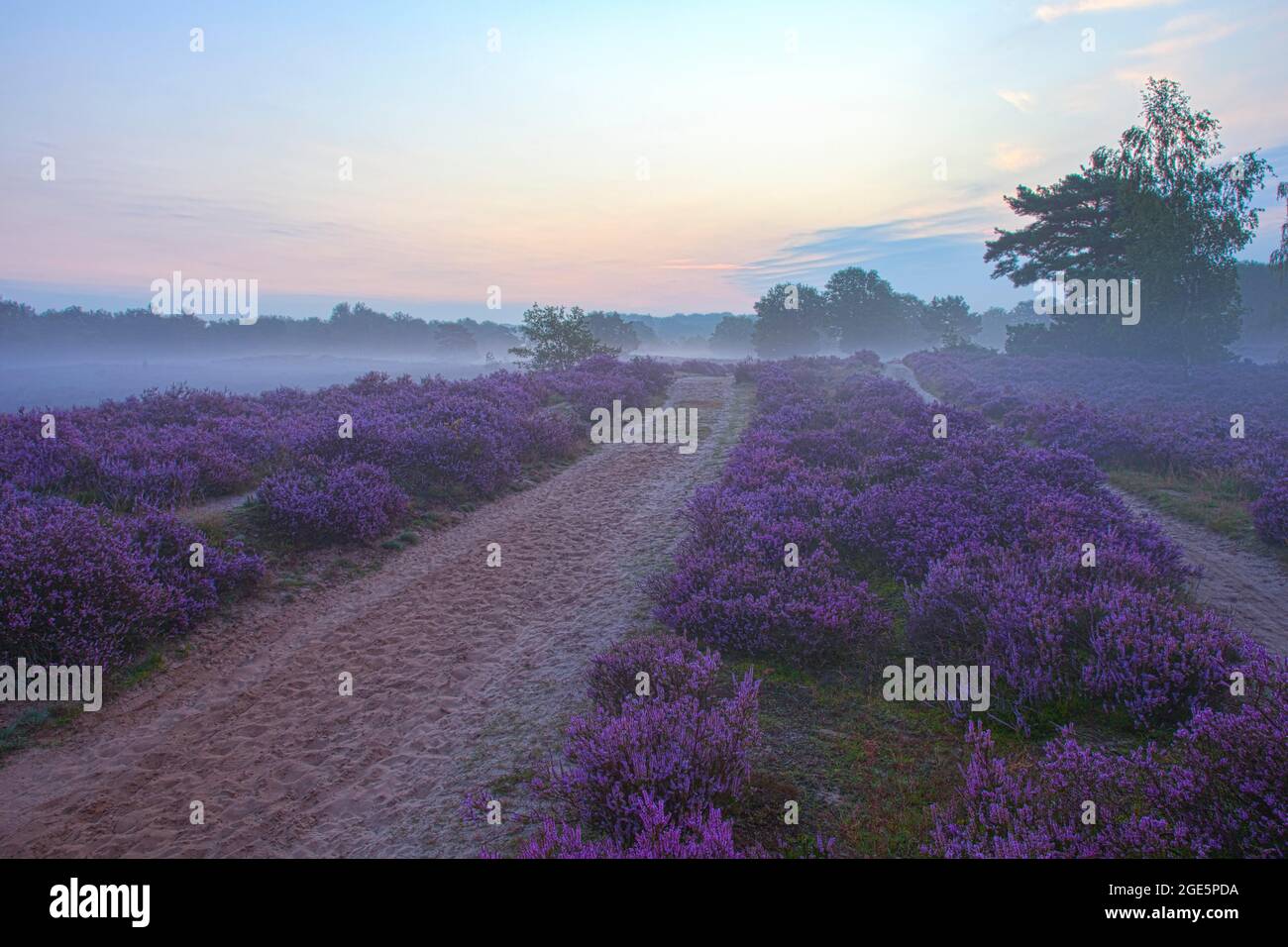 Gewöhnliches Heidekraut (Calluna vulgaris) im Morgennebel, Heidekraut, NP De Meinweg, Niederlande Stockfoto