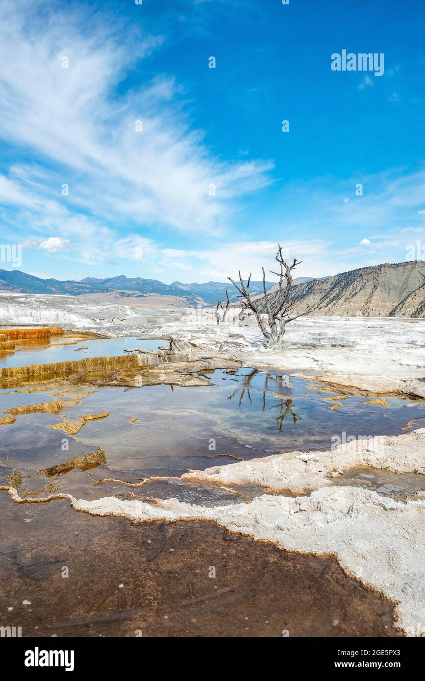 Tote Bäume auf Sinterterrassen, heiße Quellen, orange Mineralvorkommen, Palette Springs, Upper Terraces, Mammoth Hot Springs, Yellowstone National Park Stockfoto