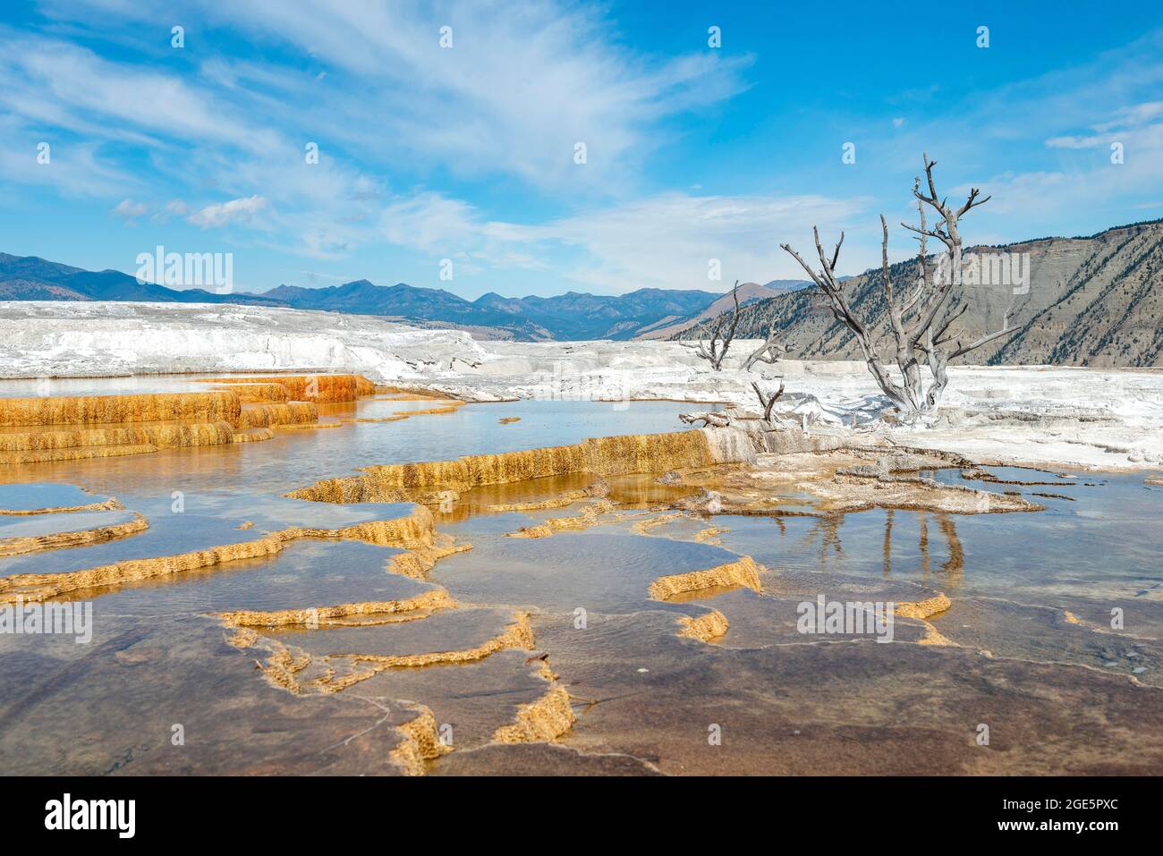 Tote Bäume auf Sinterterrassen, heiße Quellen, orange Mineralvorkommen, Palette Springs, Upper Terraces, Mammoth Hot Springs, Yellowstone National Park Stockfoto