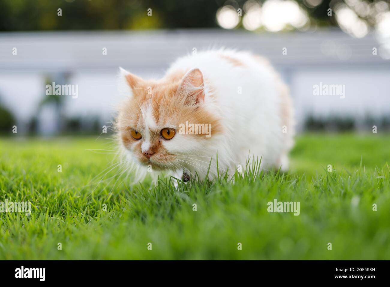 Die niedliche Perserkatze riecht ein grünes Grasfeld, selektiver Fokus geringe Schärfentiefe Stockfoto