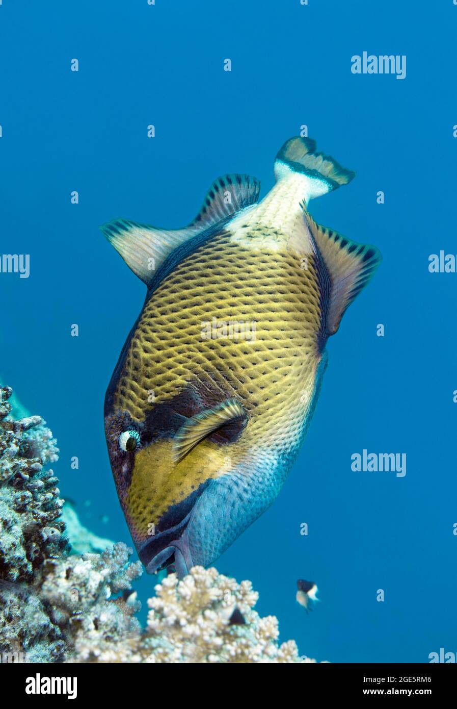 Titantriggerfische (Balistoides viridescens), die sich an Steinkorallen, am Roten Meer, Aqaba, Jordanien ernähren Stockfoto