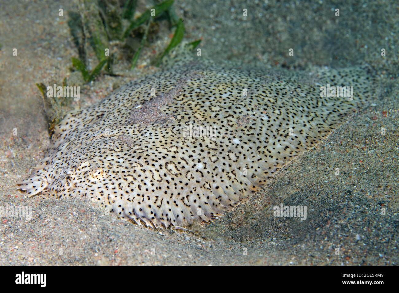 Die finenlose Seezunge (Pardachirus marmoratus) liegt im Sandbund, im Roten Meer, in Aqaba, im Königreich Jordanien Stockfoto