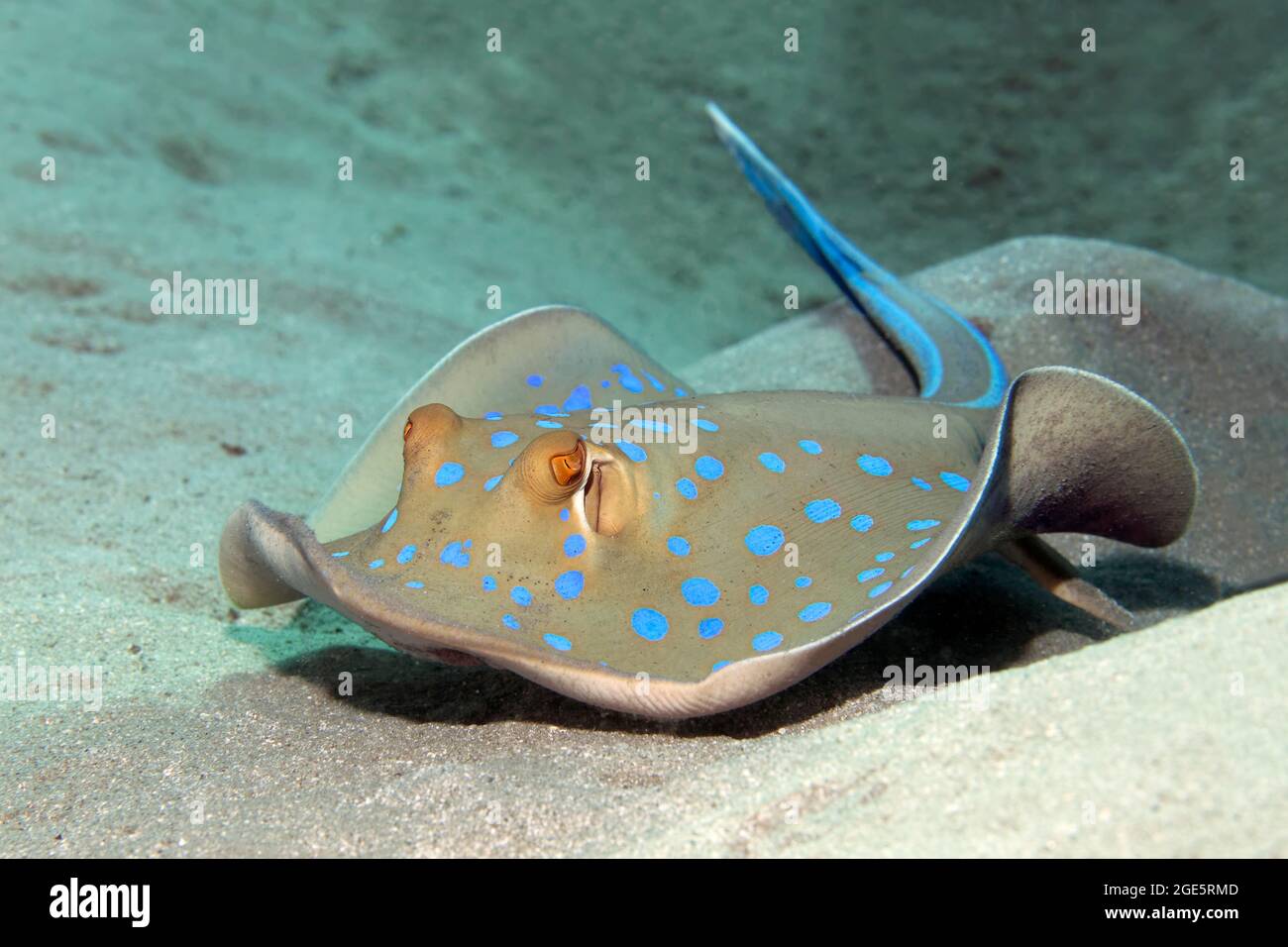Bluespotted Ribbontail ray (Taeniura lympma) schwimmend über sandigen Boden Red Sea, Aqaba, Königreich Jordanien Stockfoto