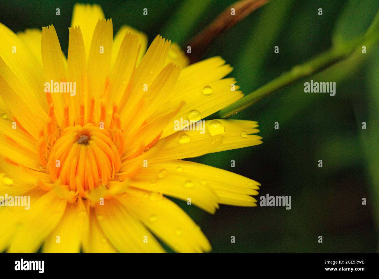 Einen Tropfen Wasser fangen Stockfoto