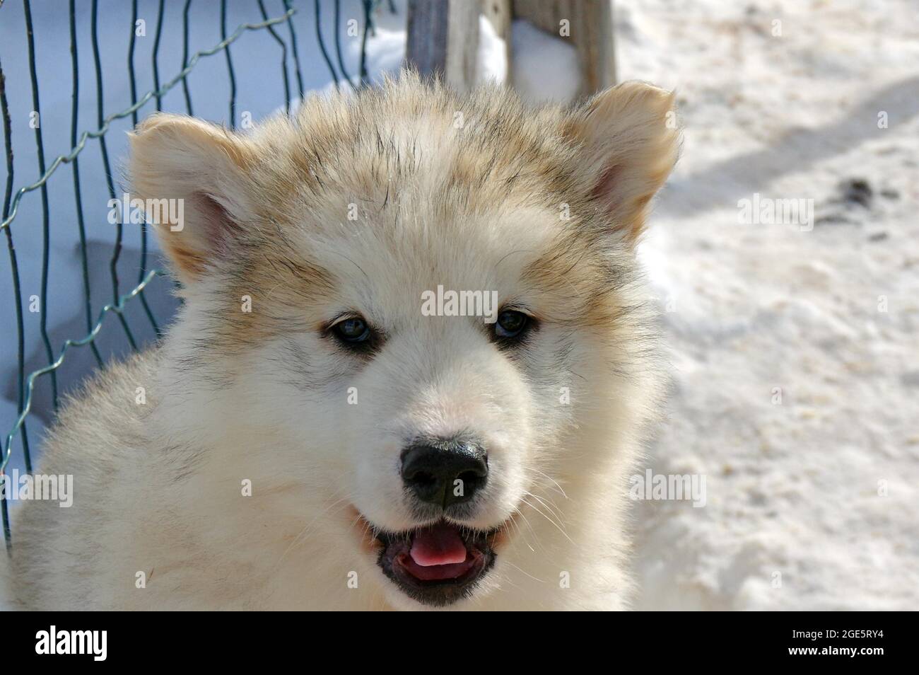 Kopf eines jungen Schlittenhundes mit dickem Fell, Winter, Sisimuit, Grönland, Dänemark Stockfoto