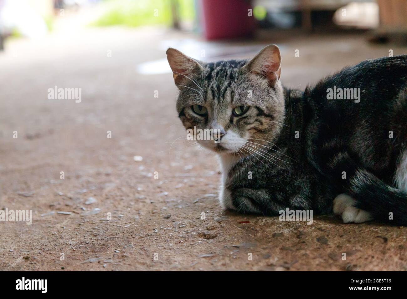 Die niedliche Thai-Katze hockt, eine Katze schaut sich die Kamera an, eine glückliche und freundliche Katze Stockfoto