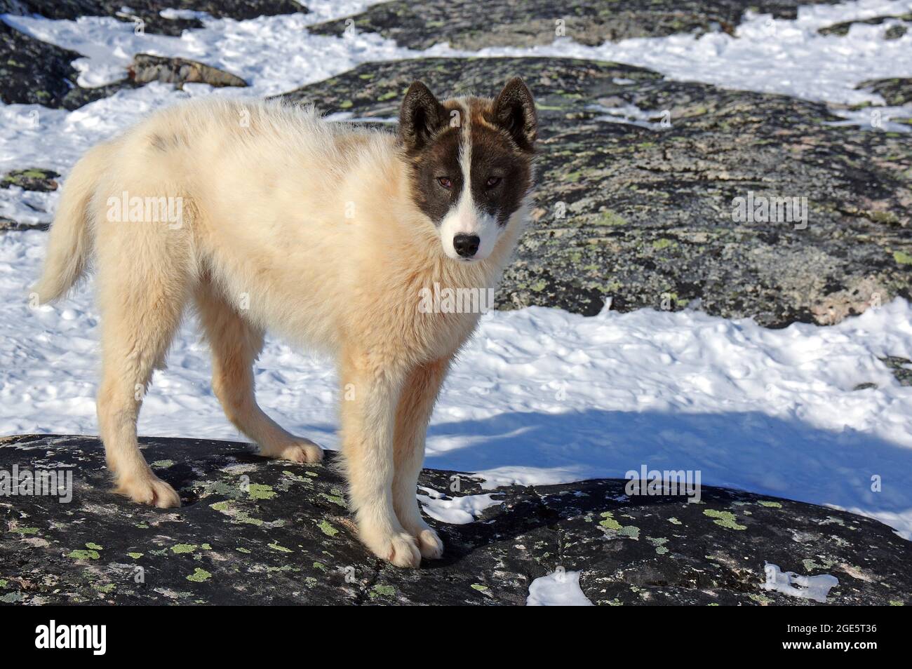 Porträt eines jungen Schlittenhundes mit dickem Fell, Winter, Ilulissat, Grönland, Dänemark Stockfoto