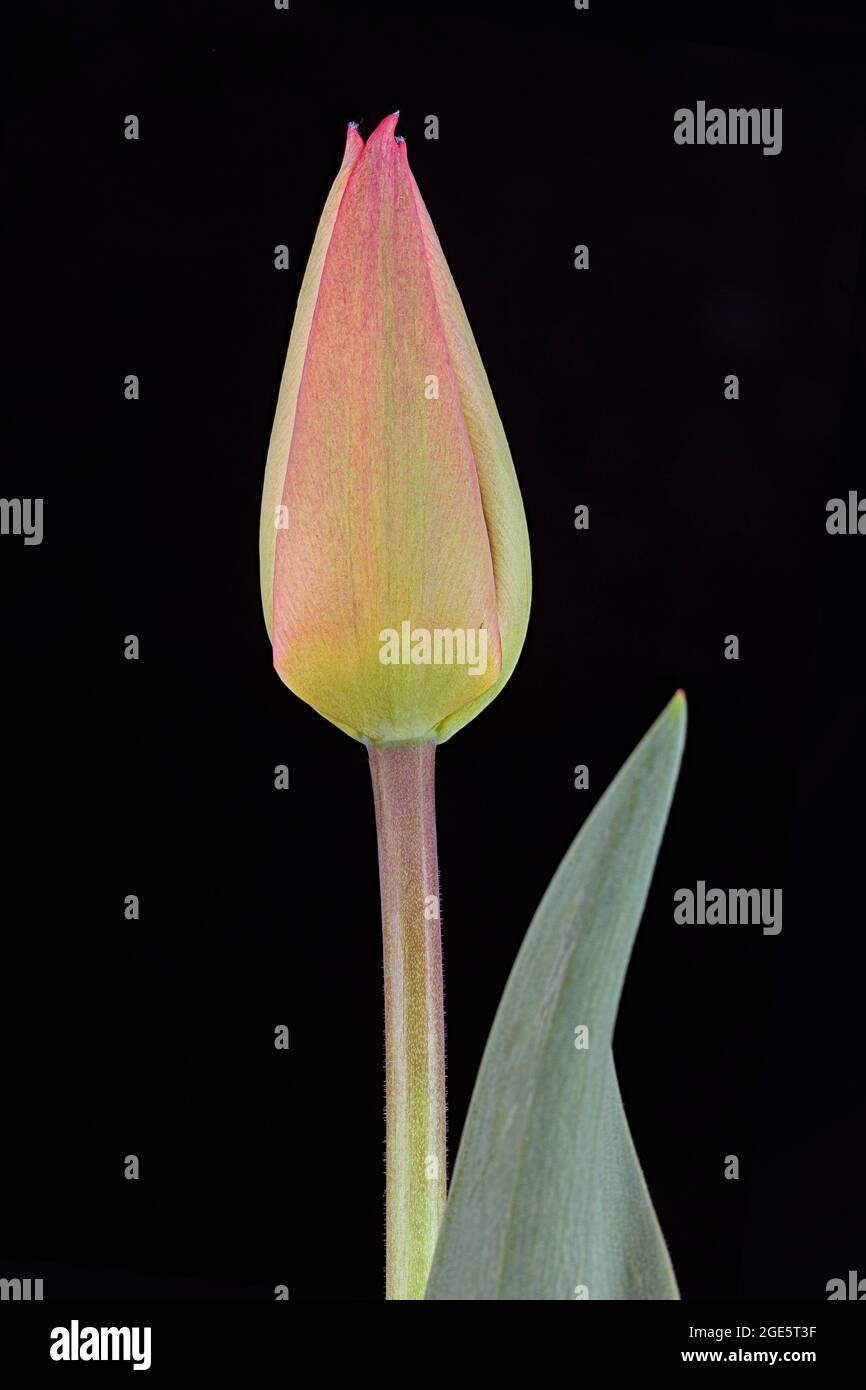 Tulip (Tulipa), Bud, Deutschland Stockfoto