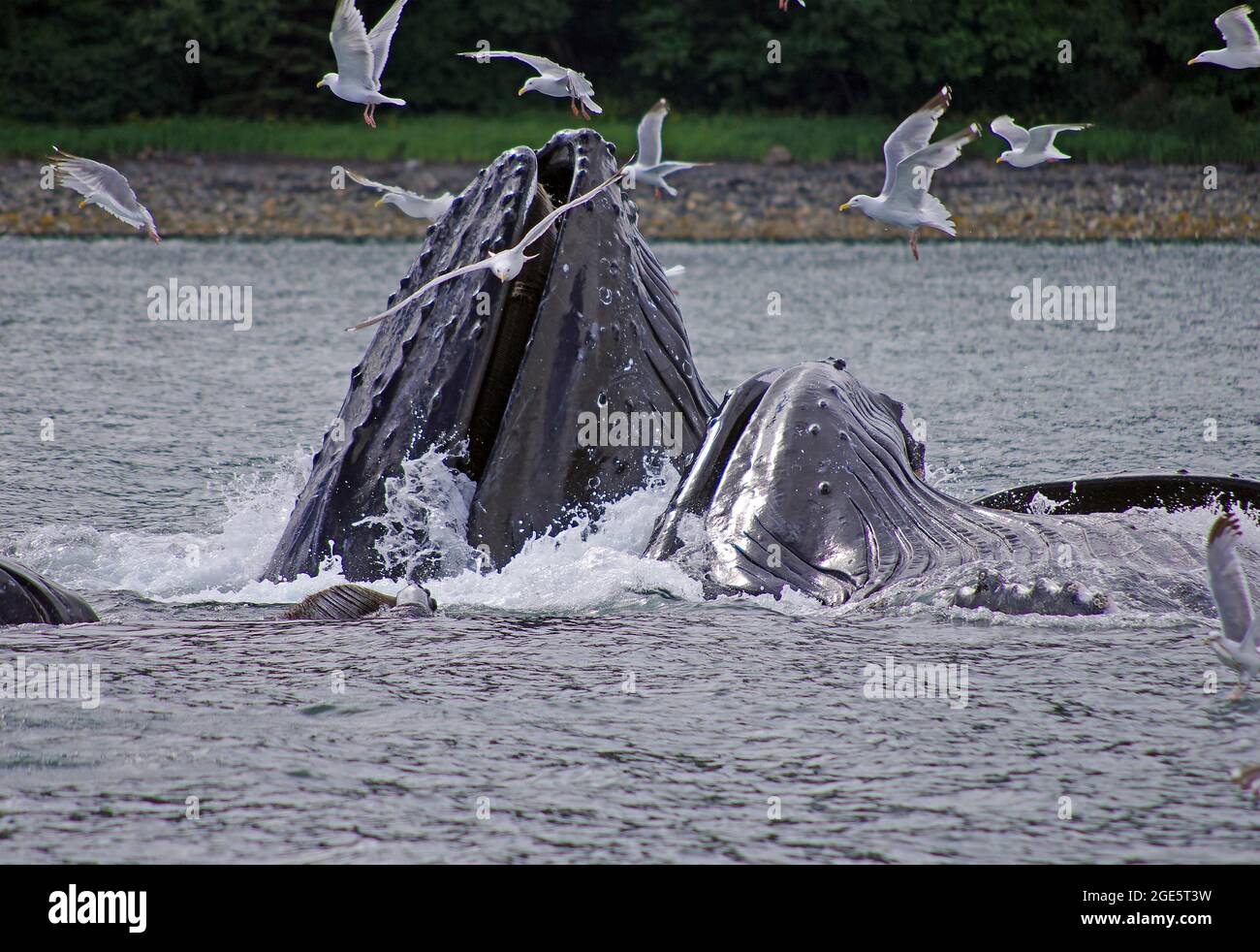 Eine Gruppe Buckelwale auf der Jagd, Möwen am Himmel, Blasenfütterung, Juneau, Inside Passage, Alaska, USA Stockfoto