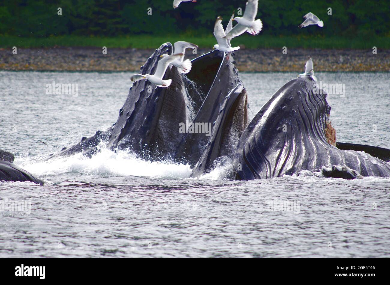 Eine Gruppe Buckelwale mit weit geöffnetem Mund, Möwen am Himmel, Blasenfütterung, Juneau, Inside Passage, Alaska, USA Stockfoto