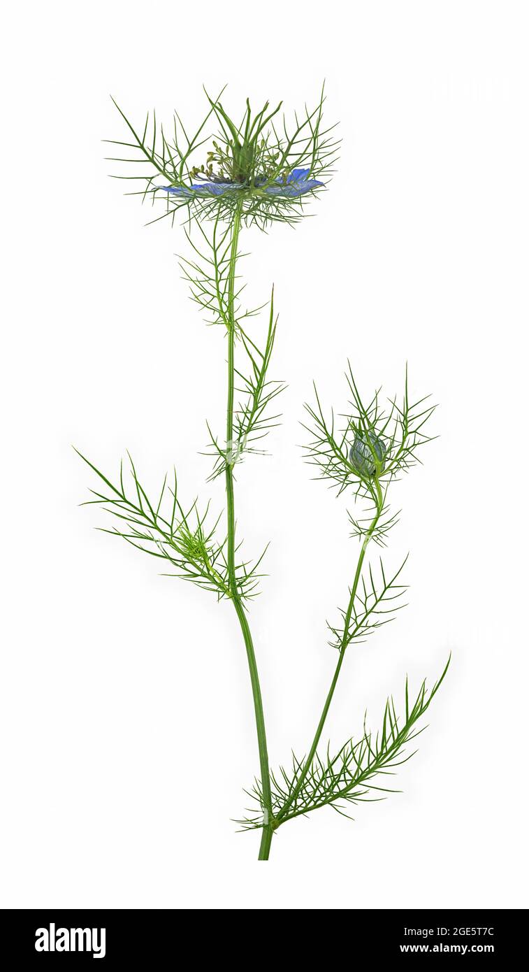 Liebe im Nebel (Nigella damascena), Knospe, Blume, Blatt, Mittelmeer, Deutschland Stockfoto