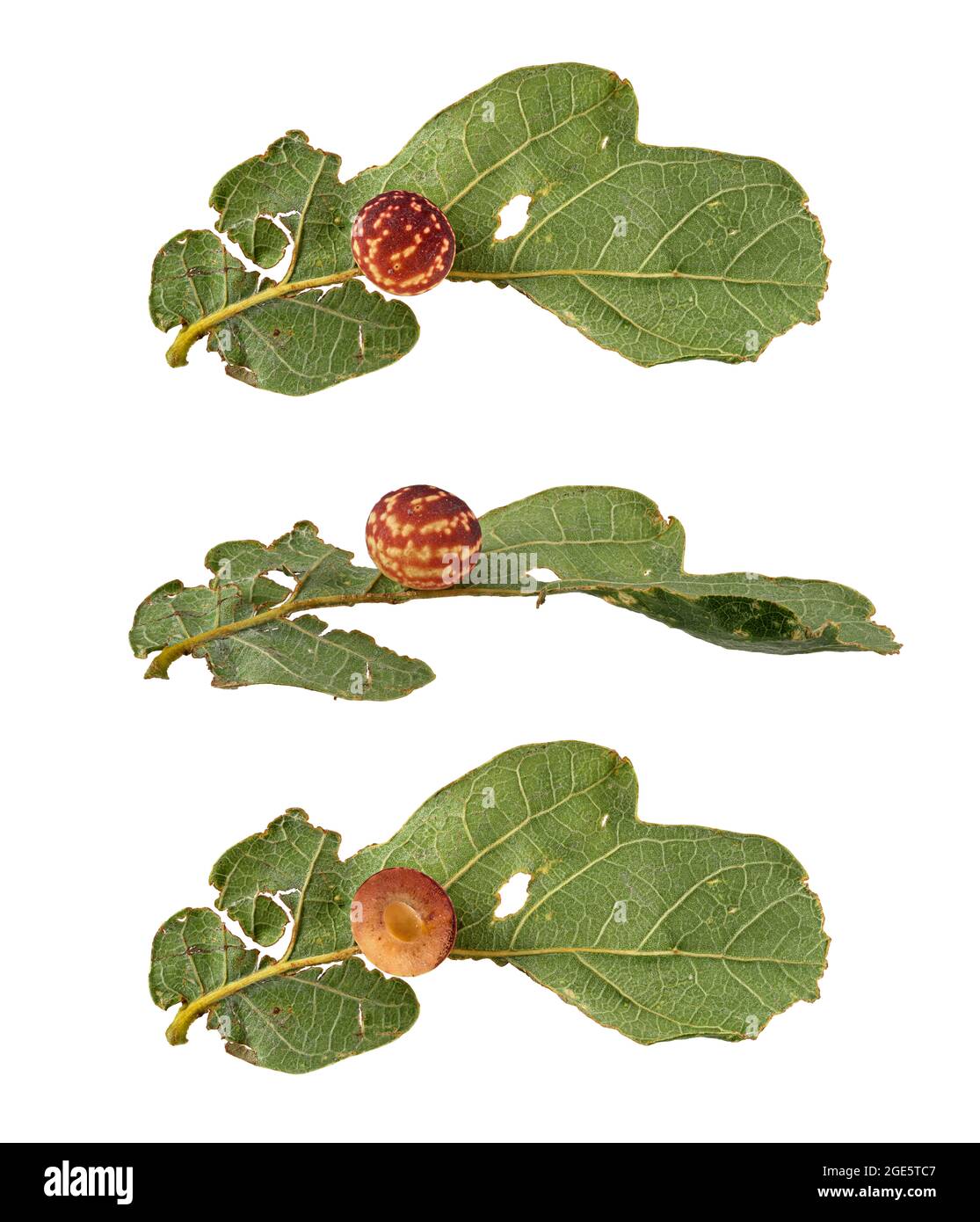 Gestreifte Eichengallwespe (Cynaps longiventris), Gallenwand seitlich