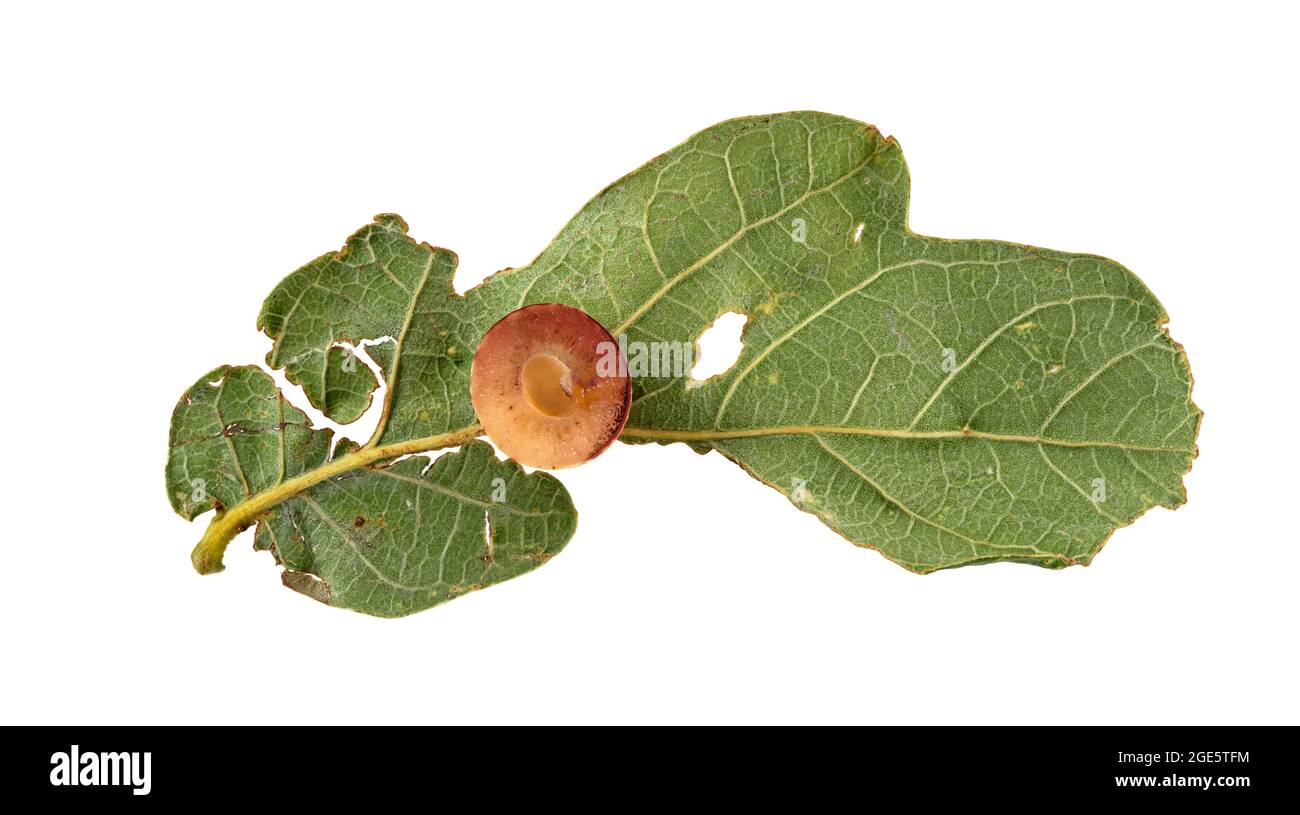 Gestreifte Eichengallwespe (Cynaps longiventris), mit Larve aufgeschnittene Gallenwand, Blatt englischer Eiche (Quercus robur), Deutschland Stockfoto