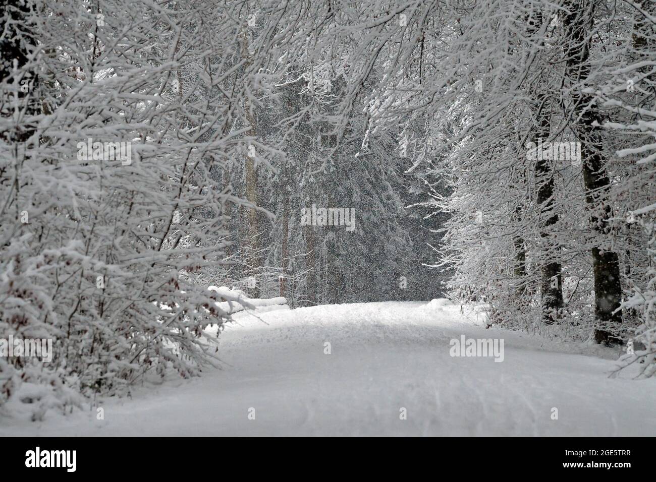Es schneit in der Winterlandschaft im Wald, Kanton Zürich, Schweiz Stockfoto