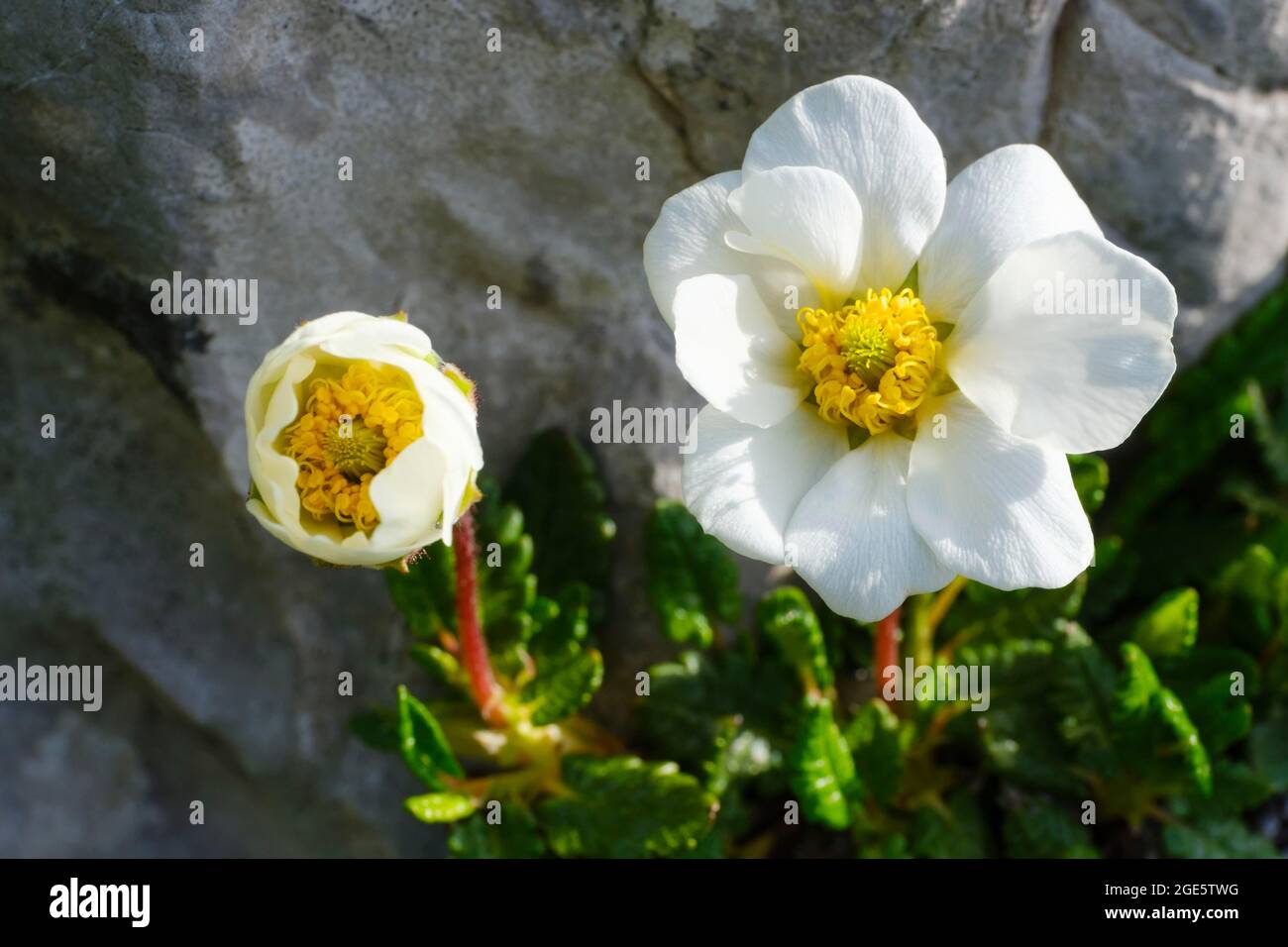 Blume der Weißen Dryade (Dryas octopetala), Allgäuer Alpen, Allgäu, Bayern, Deutschland Stockfoto