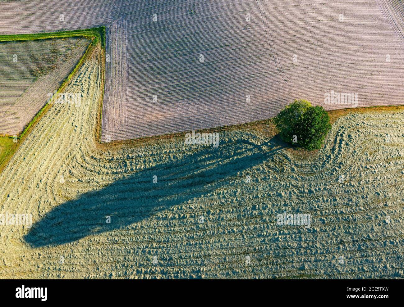 Drohnenbild, Agrarlandschaft, einzelner Laubbaum wirft langen Schatten auf Felder, Innviertel, Oberösterreich, Österreich Stockfoto