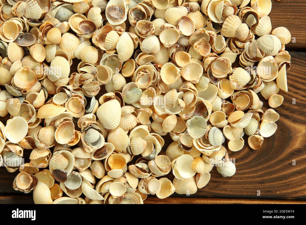 Muscheln auf hölzernen Hintergrund Stockfoto