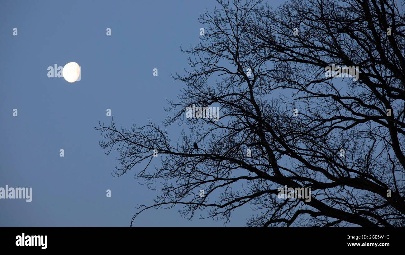 Vollmond mit Ästen einer alten Eiche, Mondaufgang, Mondseeland, Oberösterreich, Österreich Stockfoto