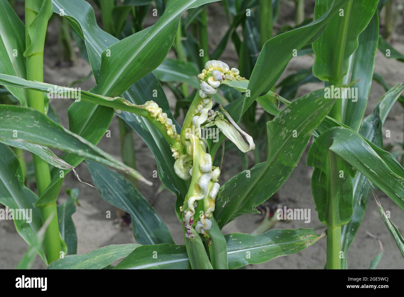 Maisschmierungen sind Pflanzenkrankheiten, die durch Ustilago maydis auf Mais verursacht werden Stockfoto