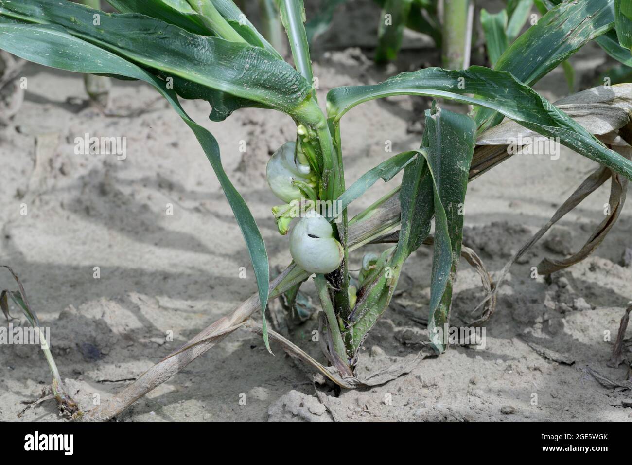 Maisschmierungen sind Pflanzenkrankheiten, die durch Ustilago maydis auf Mais verursacht werden Stockfoto