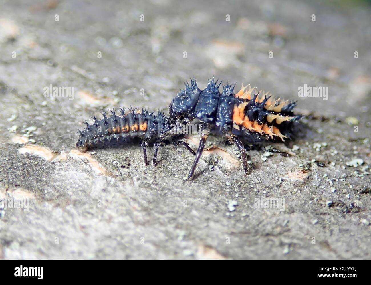 Asian Lady Beetle (Harmonia axyridis), Larven, große Larve frisst kleine Larve, Kannibalismus, invasive Arten, Deutschland Stockfoto