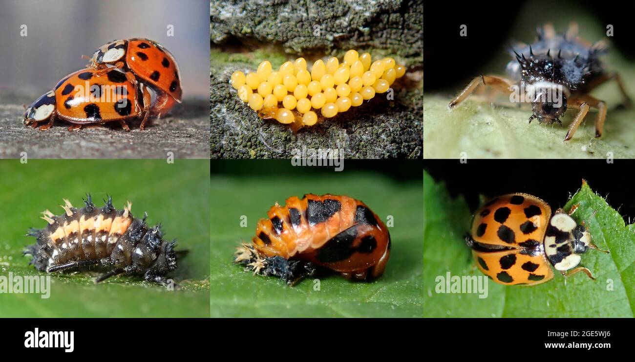 Asian Lady Beetle (Harmonia axyridis), Nützliches Insekt, Blattlaus, Lebenszyklus, Paarung, Eier, Larven, Puppen, Käfer, invasive Arten, Deutschland Stockfoto