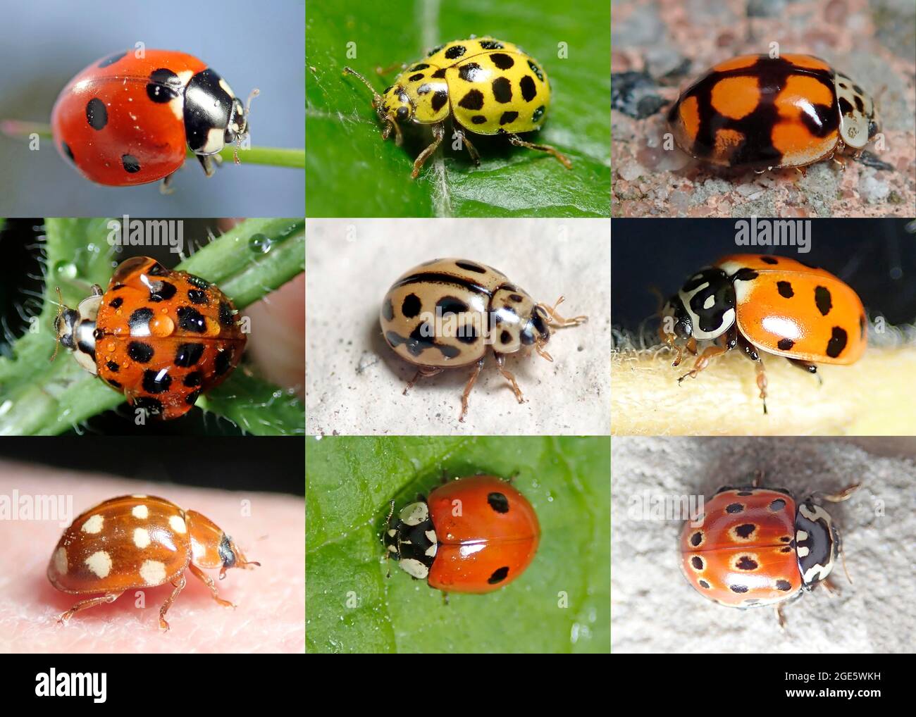 Artenvielfalt, neun Marienkäfer, nützliche Insekten, Deutschland Stockfoto