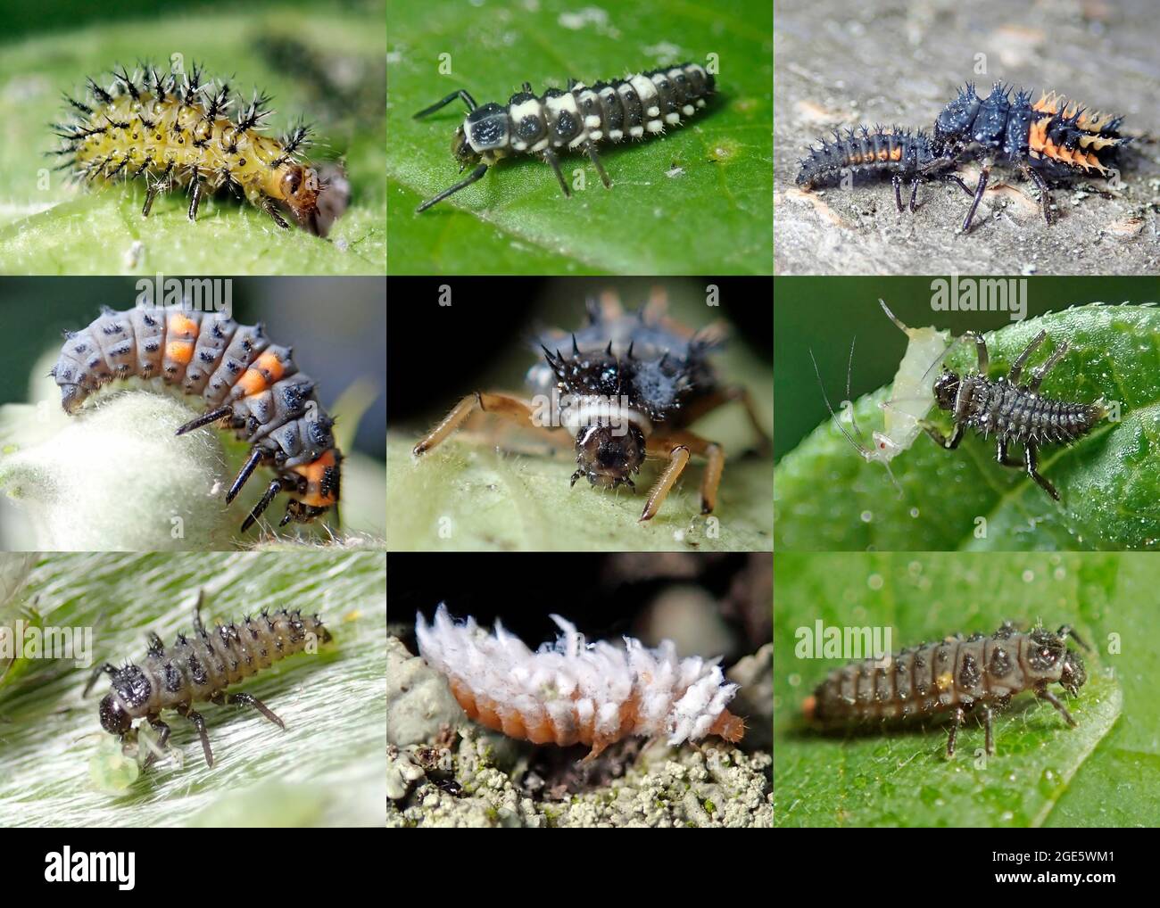 Artenvielfalt, neun Marienkäfer, Larven, nützliche Insekten, Deutschland Stockfoto