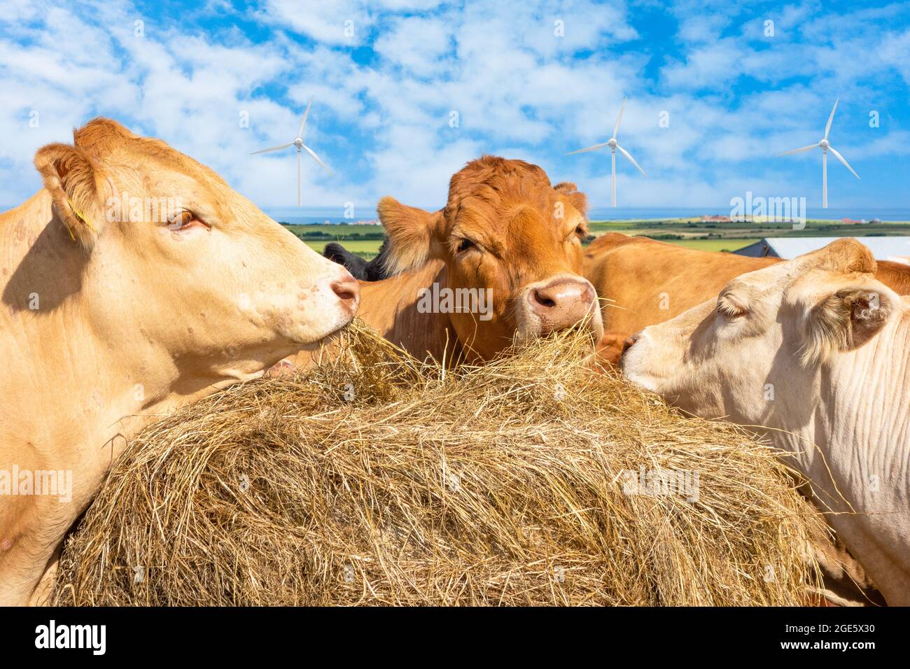 Kühe, Rinder füttern Heu mit Offshore-Windturbinen im Hintergrund. Globale Erwärmung, Klimawandel, Methangas, Landwirtschaft, saubere Energie...Konzept. Stockfoto