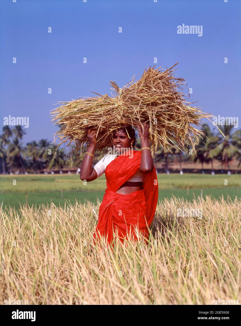 Frau, die ein paar Garben mit Reis auf dem Kopf hält und auf einem Reisfeld steht, Coimbatore, Tamil Nadu, Indien Stockfoto