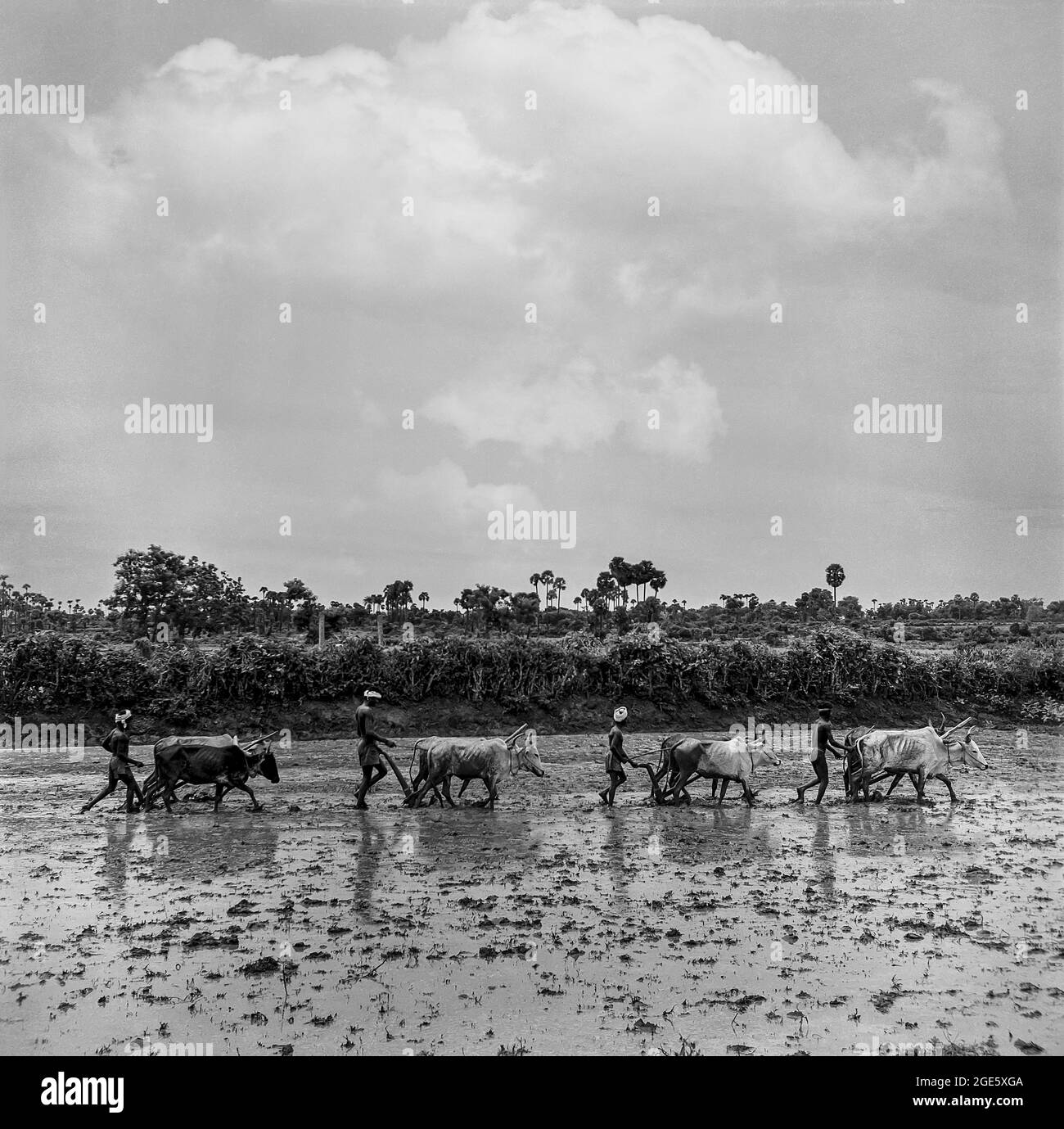 Vier südasiatische indische Bauern, die Felder pflügen, Tamil Nadu, Indien Stockfoto