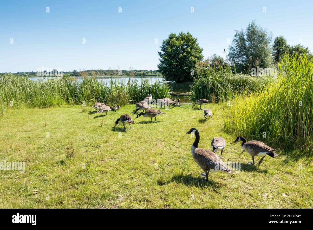 Branta canadensis, Kanada Gänse weiden, Fütterung neben einem See, Dorset, England Stockfoto