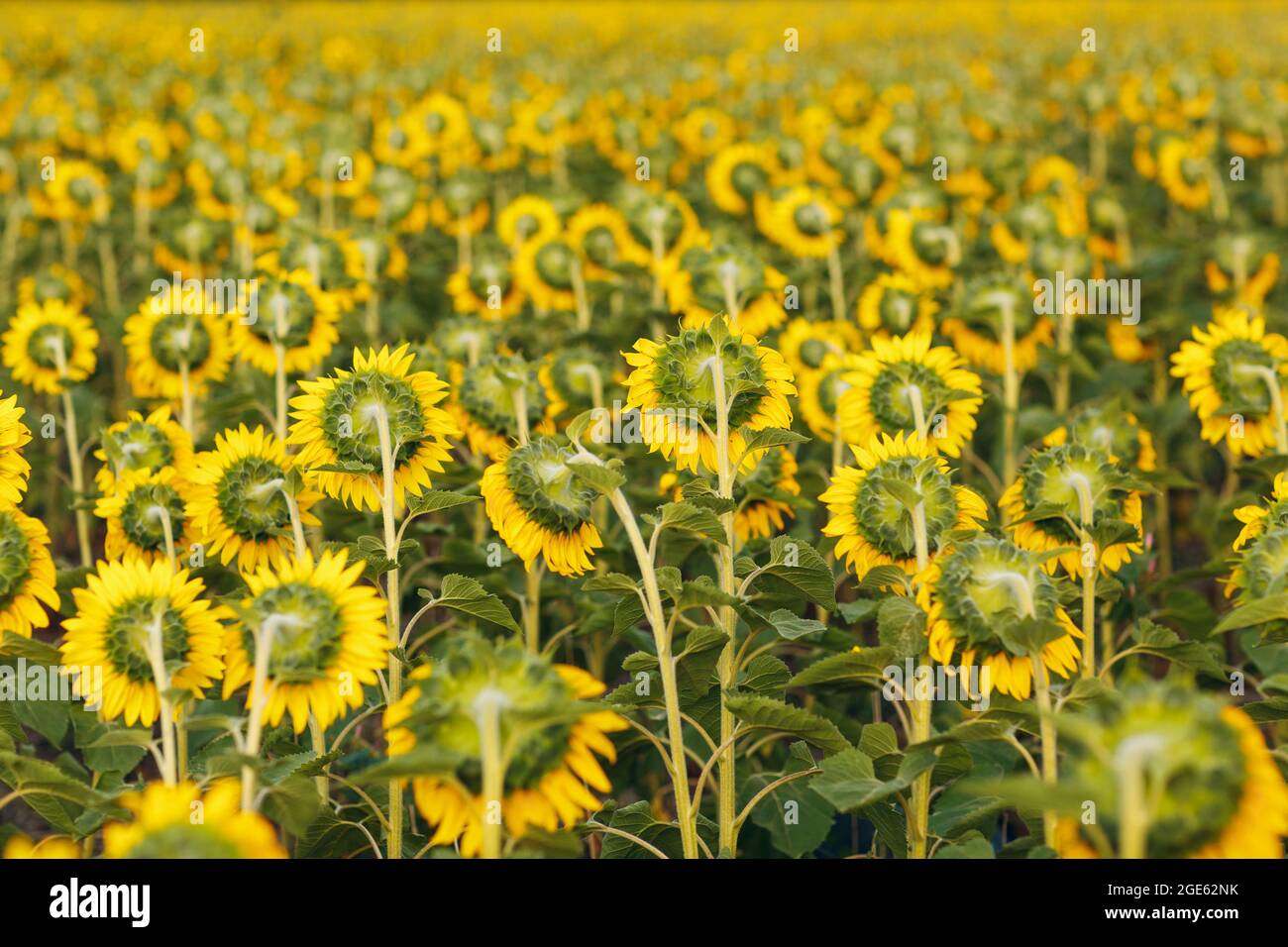 Feld der blühenden Sonnenblumen. Sonnenblumenöl Quelle Stockfoto