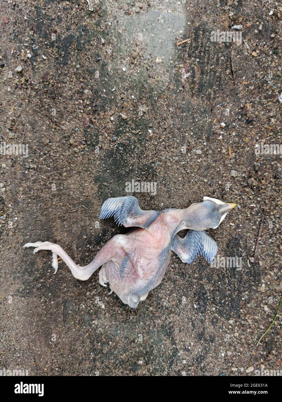 Der kleine Vogel fiel vom Nest, um tot auf dem Boden zu liegen. Stockfoto