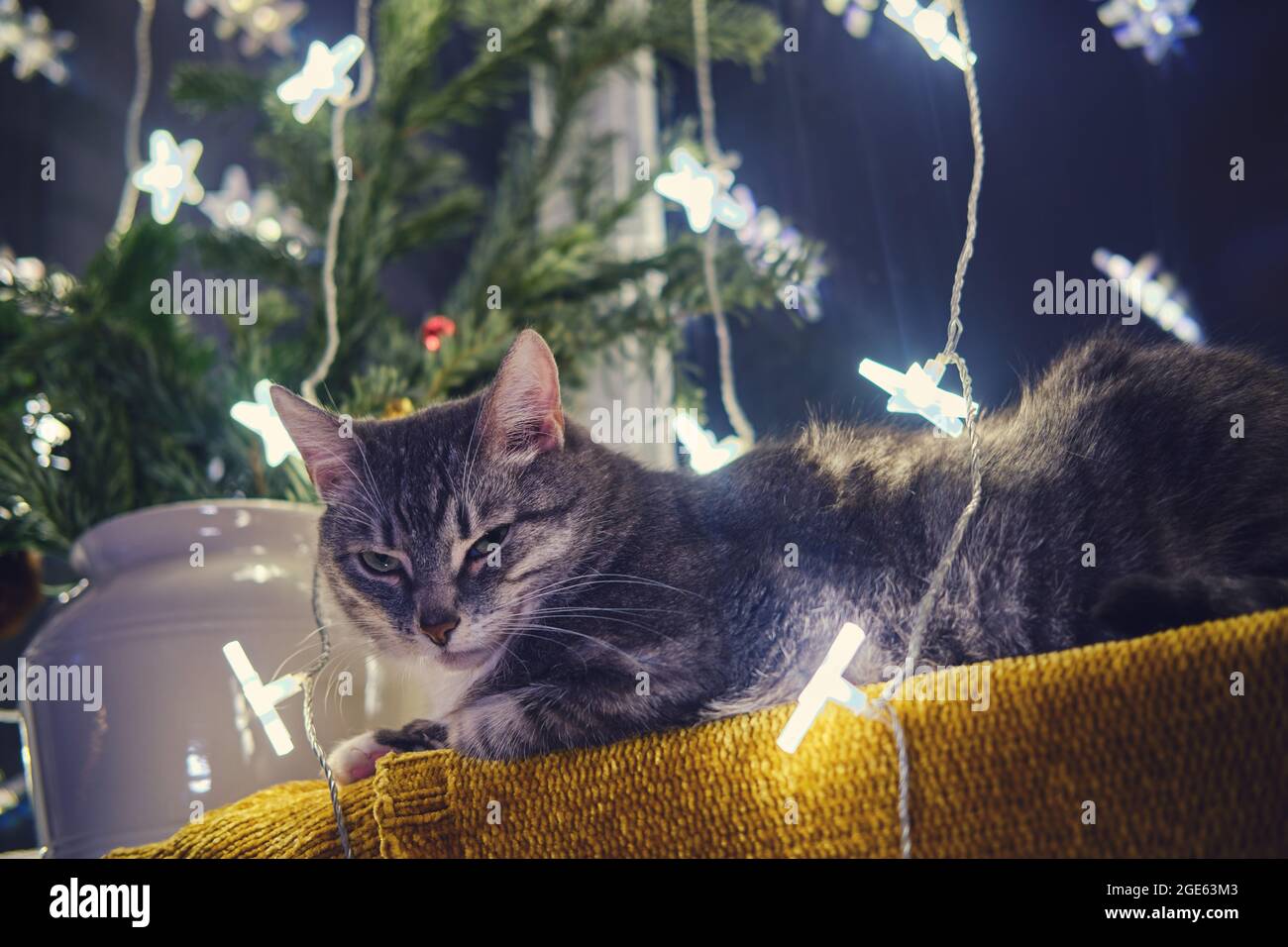 Eine große graue Katze liegt am Fenster mit einer Weihnachtsbaumgirlande am Silvesterabend. Ein Haustier als Neujahrsgeschenk vom weihnachtsmann Stockfoto