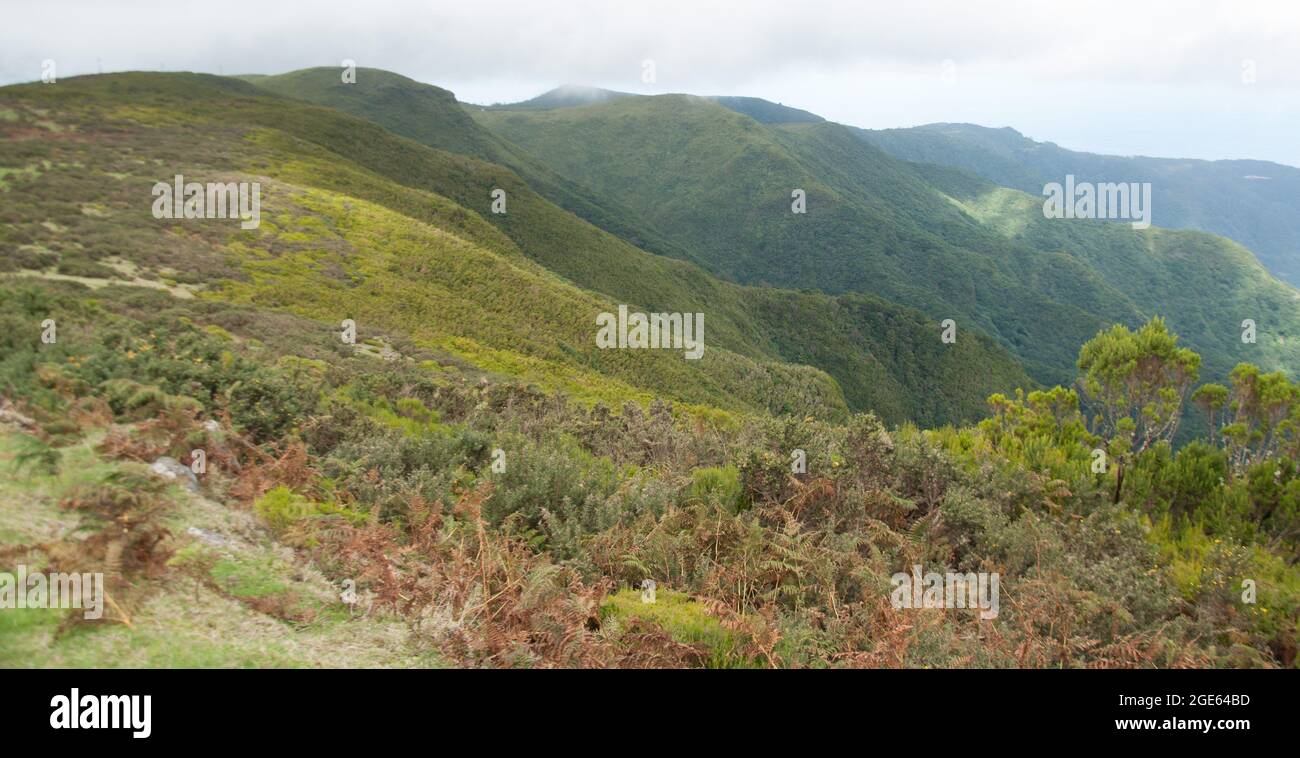 Nebel in den Bergen, Madeira, Madeira, Portugal, Europa Stockfoto