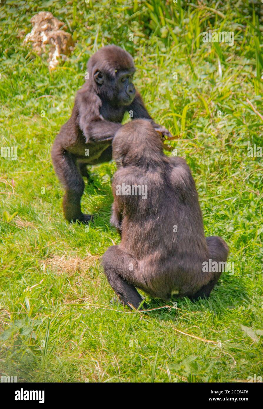 Wunderschöne Familie der Western Lowland Gorillas im Port Lympne Reserve, Kent - Angola, Kamerun, Zentralafrikanische Republik, Kongo, Gabun, Äquatorialguinea Stockfoto