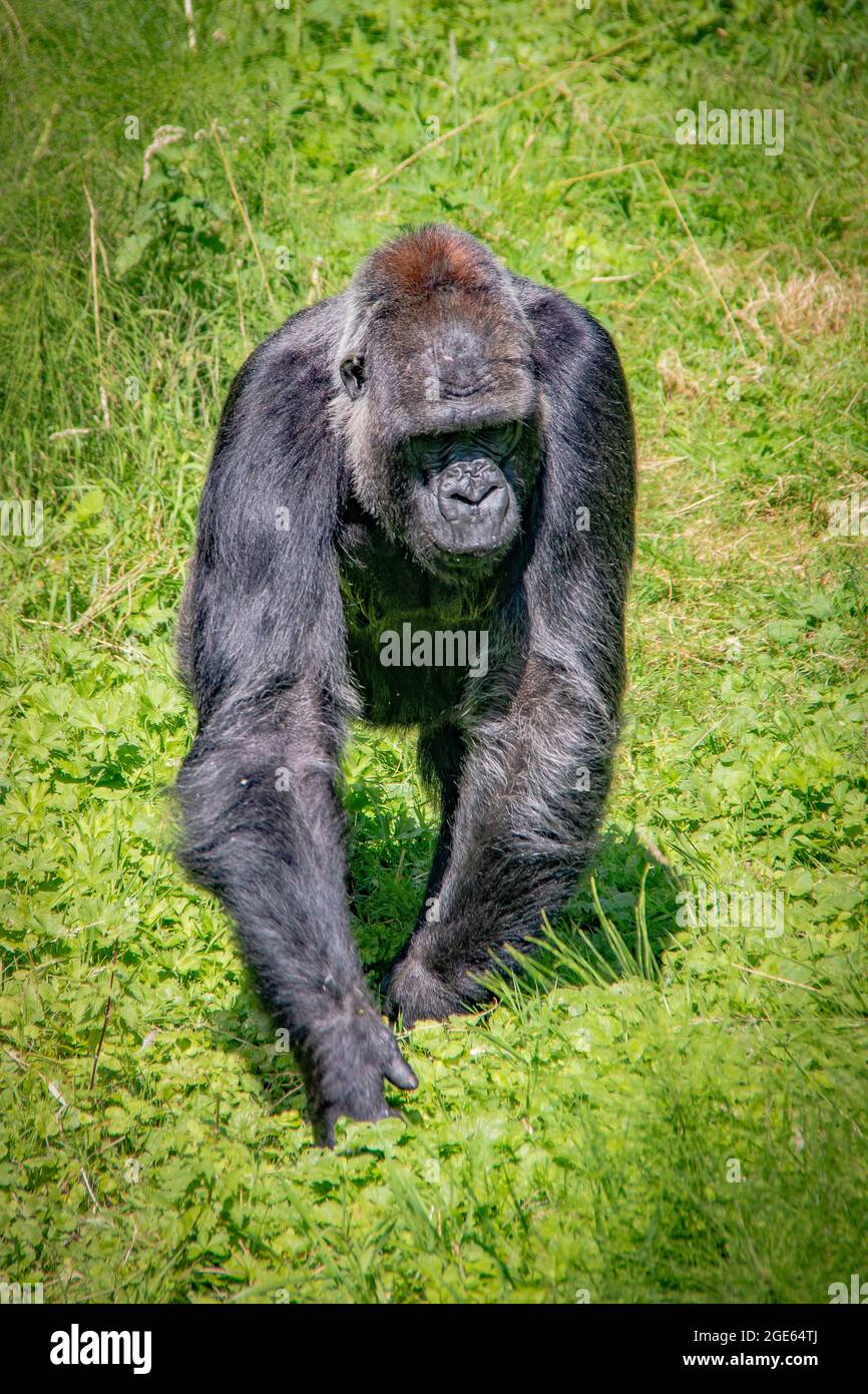 Wunderschöne Familie der Western Lowland Gorillas im Port Lympne Reserve, Kent - Angola, Kamerun, Zentralafrikanische Republik, Kongo, Gabun, Äquatorialguinea Stockfoto