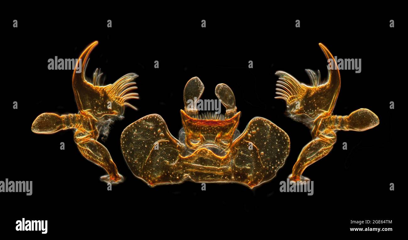 Wasserkäfer, Orectochilis villosus, Mundteile, Dunkelfeld-Photomikrograph Stockfoto