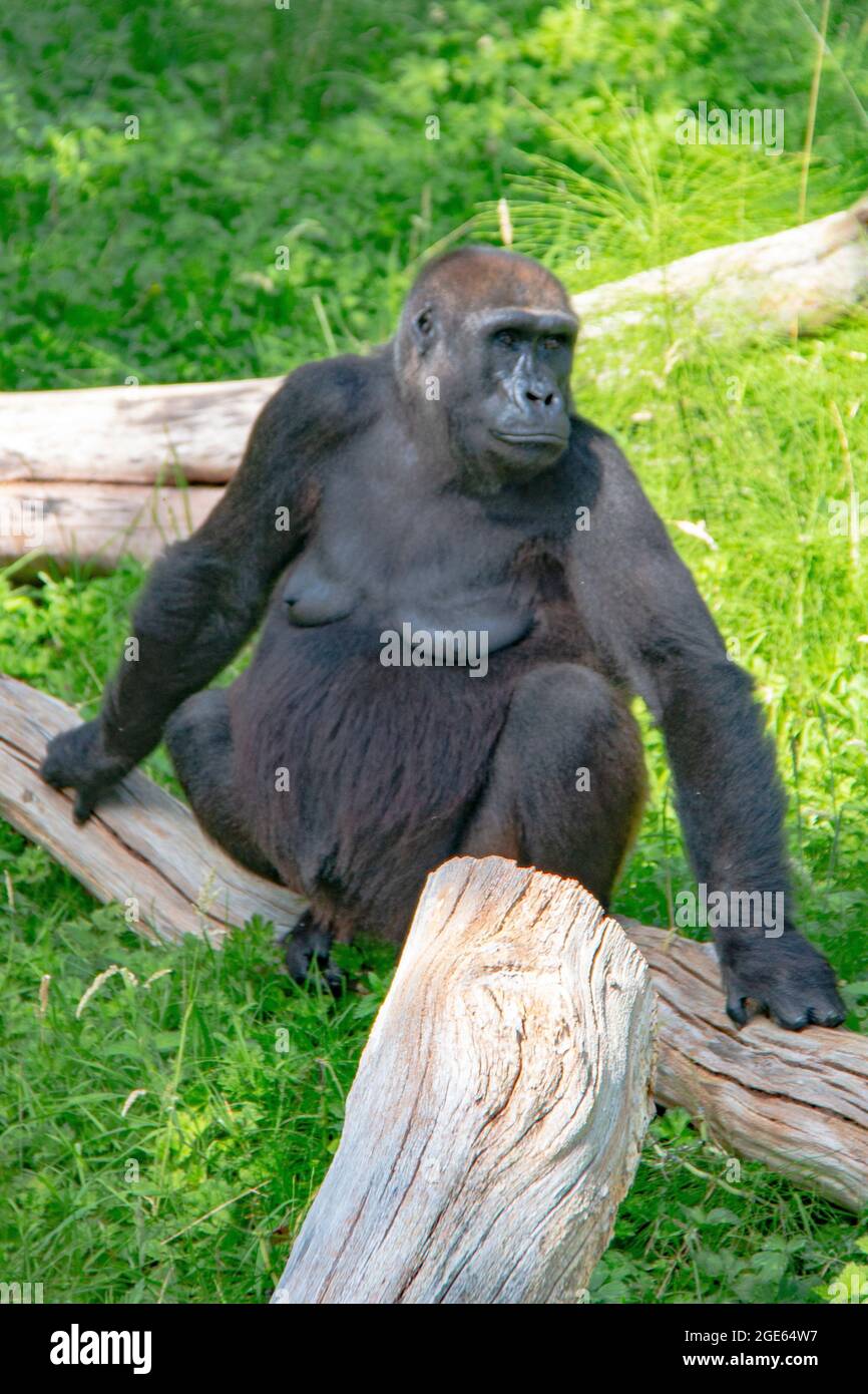 Wunderschöne Familie der Western Lowland Gorillas im Port Lympne Reserve, Kent - Angola, Kamerun, Zentralafrikanische Republik, Kongo, Gabun, Äquatorialguinea Stockfoto