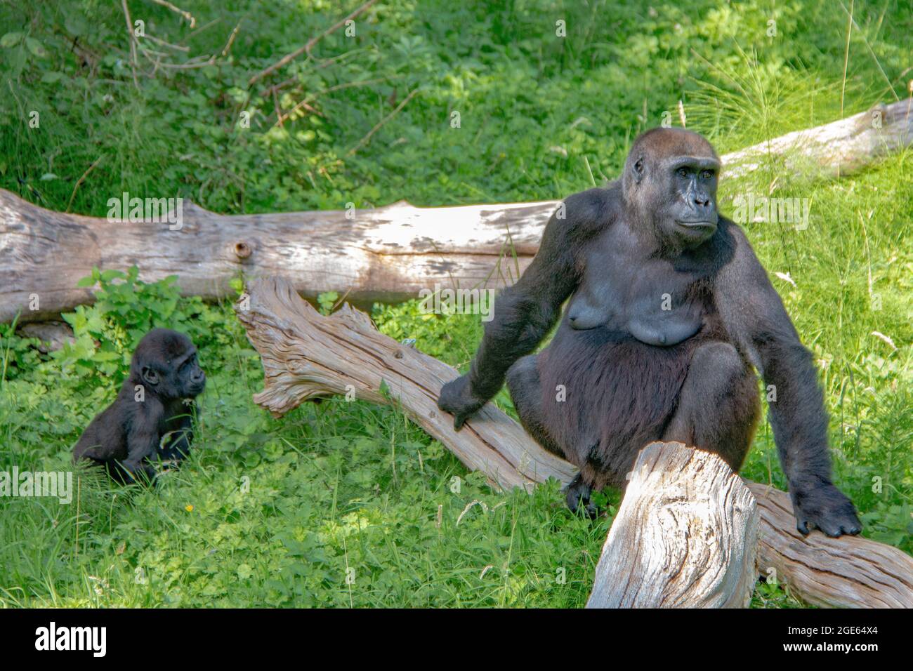 Wunderschöne Familie der Western Lowland Gorillas im Port Lympne Reserve, Kent - Angola, Kamerun, Zentralafrikanische Republik, Kongo, Gabun, Äquatorialguinea Stockfoto