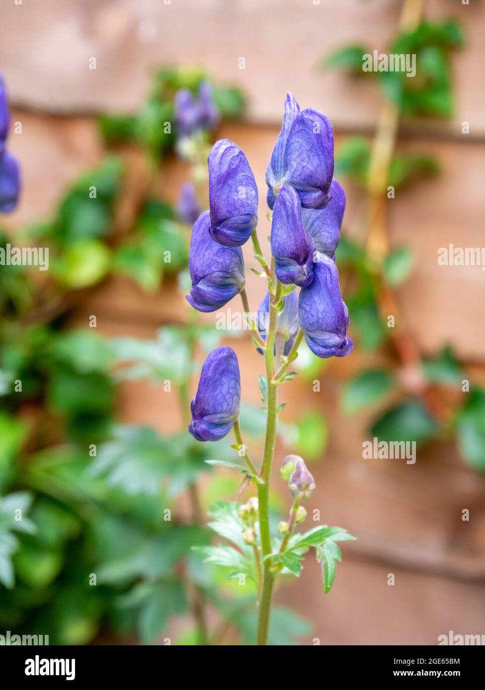 Monksholz, Aconitum napellus, Blüte mit lila blauen Blüten im Garten, Niederlande Stockfoto