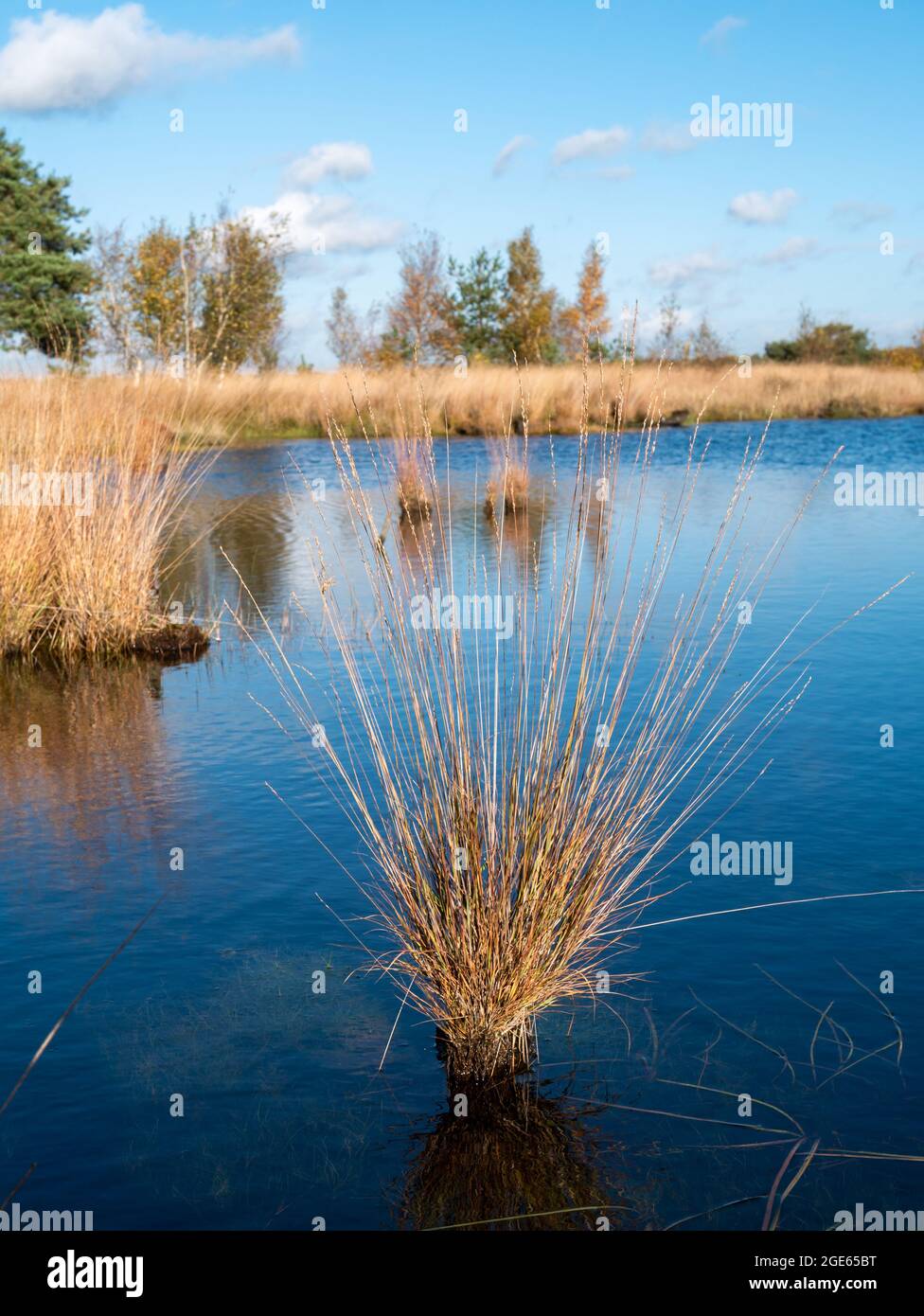 Moor Gras und Wasserbecken, Torfmoor im Nationalpark Dwingelderveld, Drenthe, Niederlande Stockfoto